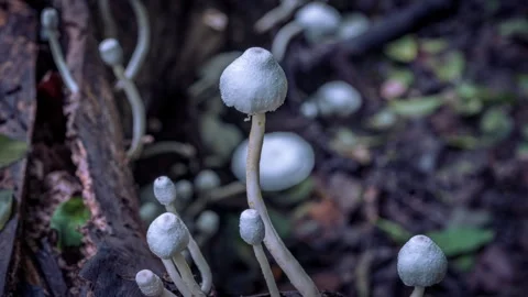 White mushroom group Stock Footage 247529576
