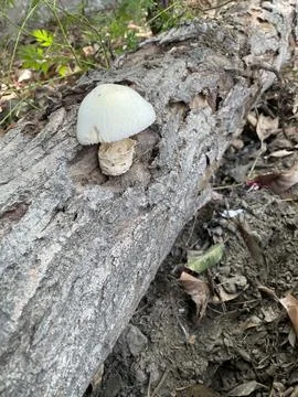 White Mushroom Growing on a Fallen Log in the Woods Stock-Fotos