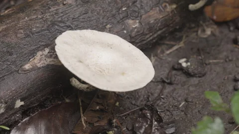 A white mushroom grows on a fallen tree in a forest environment outside. Video stock 328030670