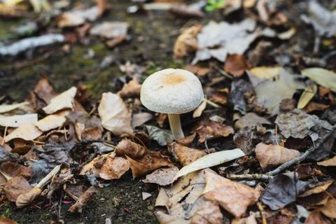 A white mushroom grows in the field between dry leaves and moss Stock Photos