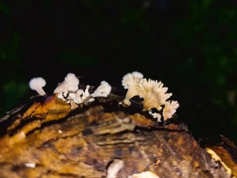 White mushroom grows on tree trunk in natural forest Stock Photos
