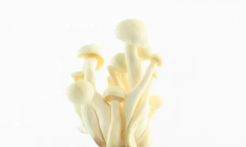 White mushroom isolate Stock Photos