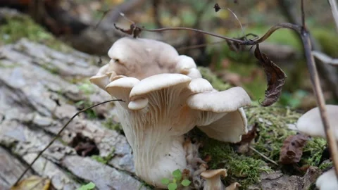 White Mushroom on a log in the forest Vídeo Stock 141765827