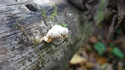 White Mushroom on a log in the forest 스톡 동영상 141765864