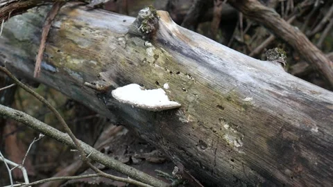 White Mushroom on a log in the forest 스톡 동영상 141765920