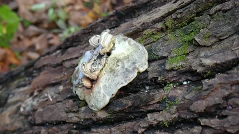 White Mushroom on a log in the forest Vídeo Stock 141766632
