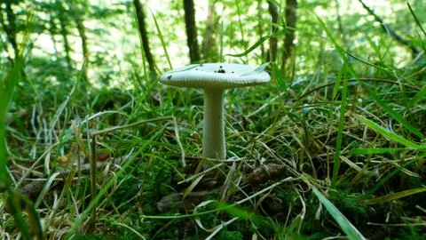 White mushroom in the moss of the forest Stock Photos