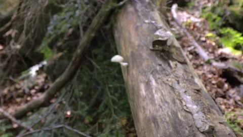 White mushroom on old tree Stock Footage 135167083