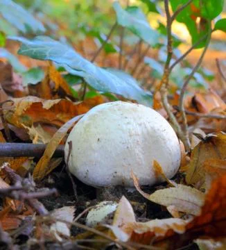 White mushroom 스톡 사진