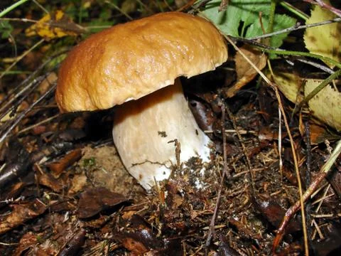 White mushroom Stock Photos