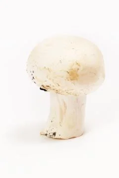 White mushroom Stock Photos