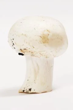 White mushroom Stock Photos