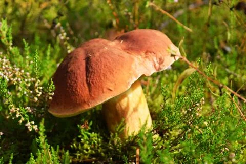 White mushroom Stock Photos