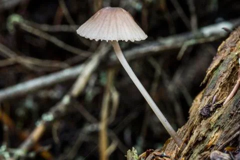 White Mushroom Stock Photos