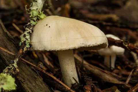 White Mushroom Foto stock