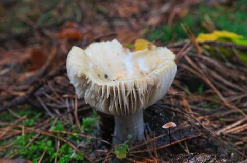 White mushroom Stock Photos