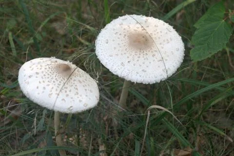 White mushroom Stock Photos