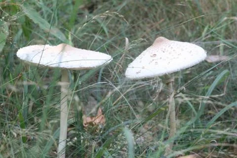 White mushroom Stock Photos