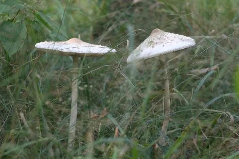 White mushroom Stock Photos
