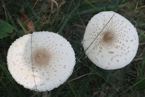 White mushroom Stock Photos
