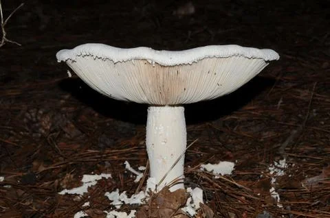 White Mushroom Stock Photos