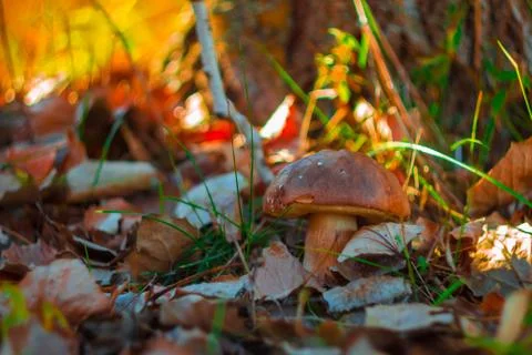 White mushroom Foto stock