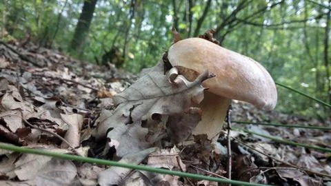 White mushroom Stock Photos