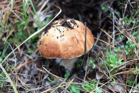 White mushroom Foto stock