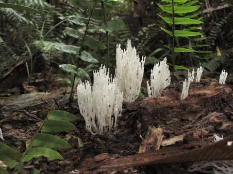 White mushroom Photos