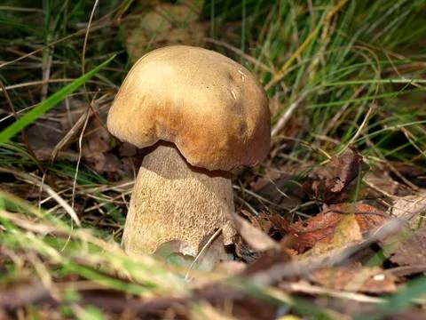 White mushroom Foto stock