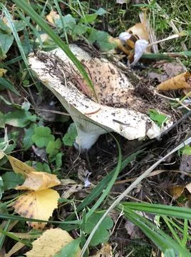 White mushroom Foto stock