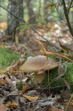 White mushroom Stock-Fotos