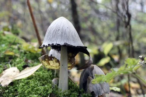 White mushroom Stock Photos