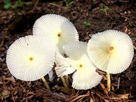 White mushroom Stock Photos