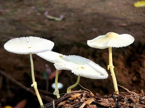 White mushroom Foto stock