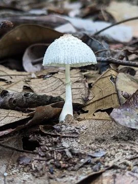 White mushroom  Stock Photos