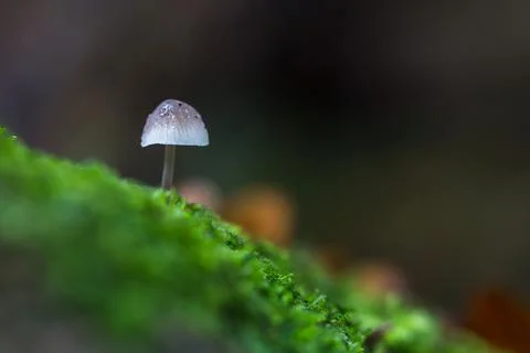 White mushroom Stock Photos