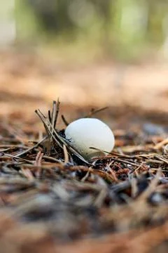 White mushroom sprouting through pine needles Stock Photos