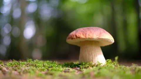White mushroom in summer forest Stock Footage 99235875