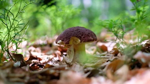 White mushroom in summer forest Stock Footage 112754658
