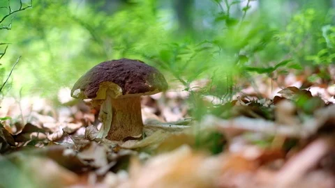White mushroom in summer forest Video stock 112754693