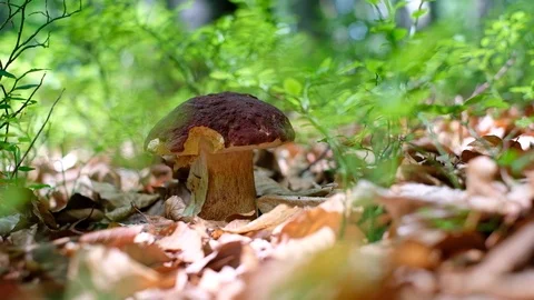 White mushroom in summer forest Stock Footage 112754836