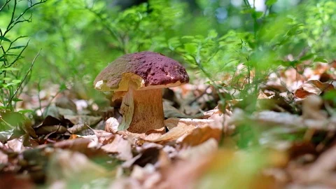 White mushroom in summer forest Stock Footage 112755055