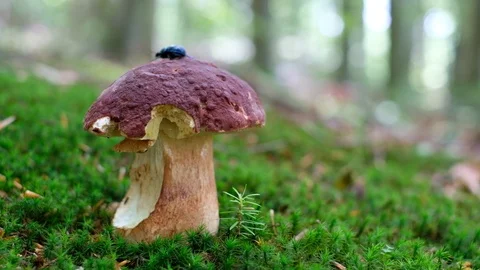 White mushroom in summer forest Stock Footage 112755091