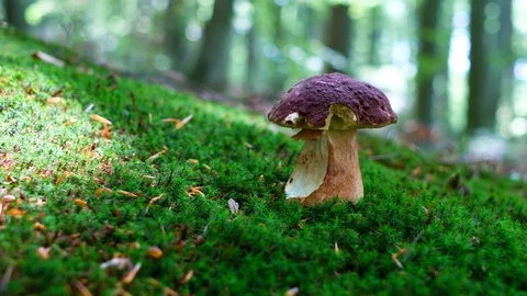 White mushroom in summer forest Stock Footage 112755236