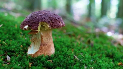 White mushroom in summer forest Stock Footage 112755247