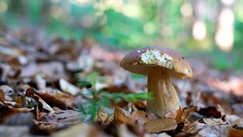 White mushroom in summer forest Stock Footage 112755425