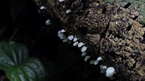 White mushroom on timber. Video stock 78111663