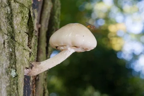 White mushroom on tree Foto stock