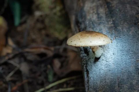 White Mushroom On Tree Trunk Stock Photos